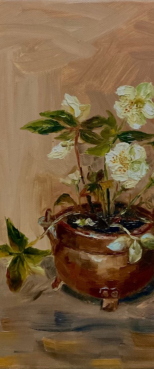 HELLEBORE by Vera Klimova