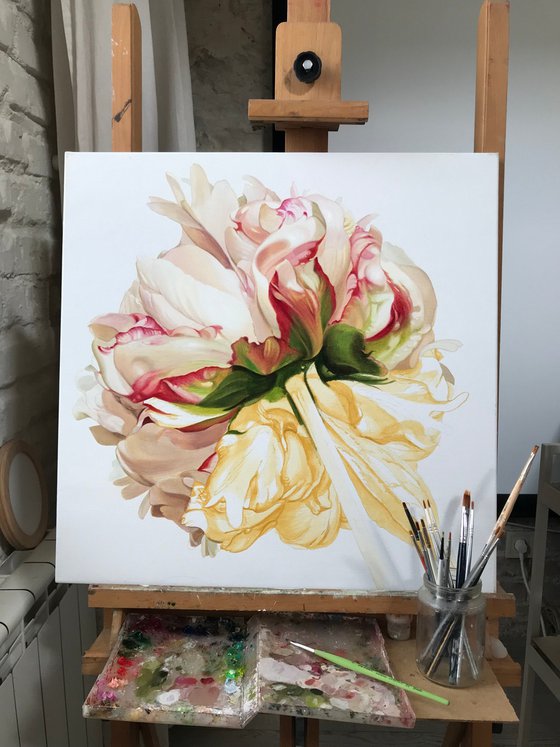 Peony on a white background