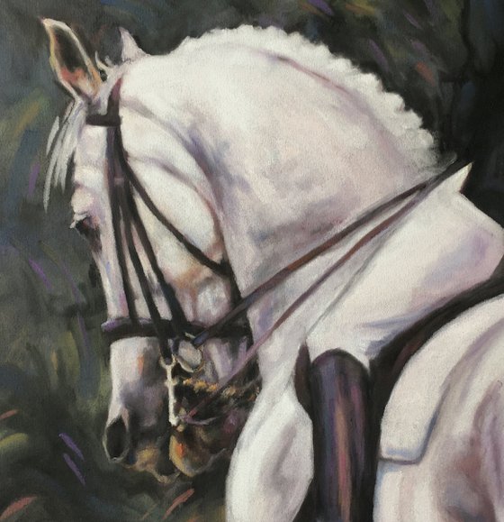 Noble - Dressage Horse