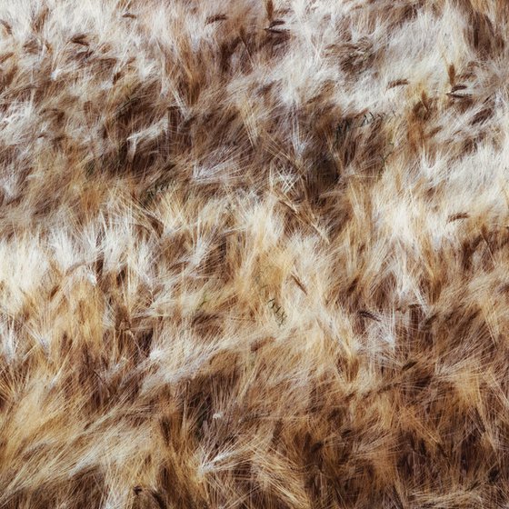 Dancing grains (studio 9)