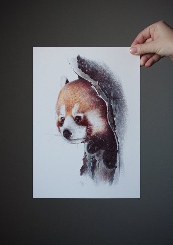 Red Panda Portrait