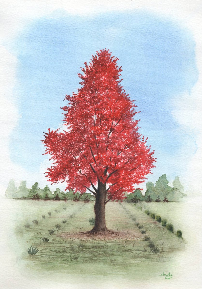 Red Maple Tree Watercolor Painting by Shweta Mahajan