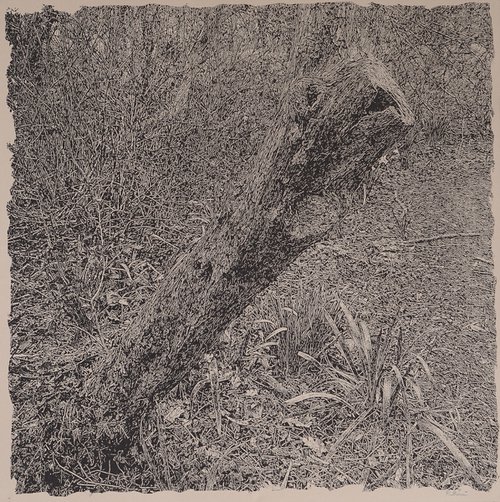 Study of a broken down tree by Fausto Bini