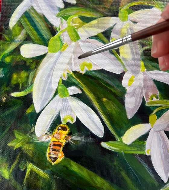 Snowdrops and Bee