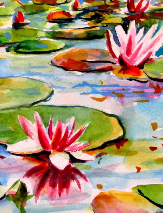 Water lily