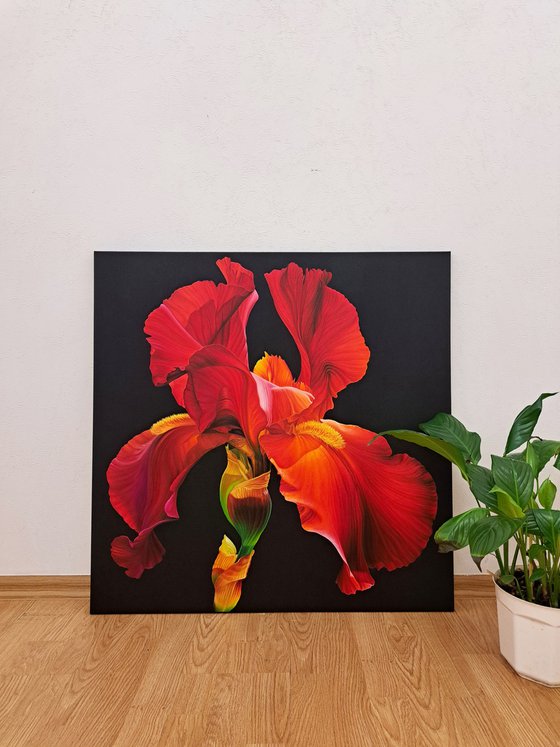 Portrait of Iris. Scarlet