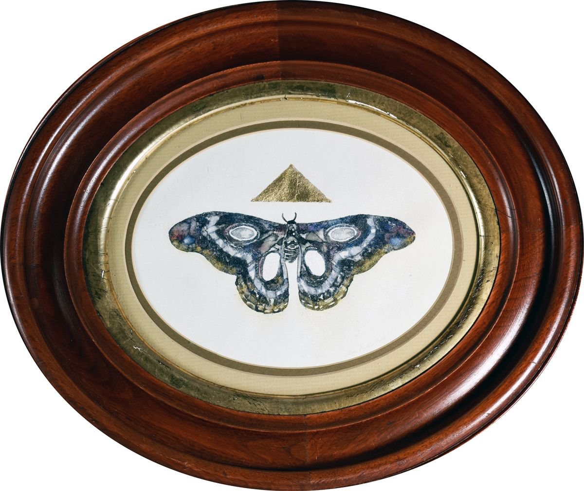 Moth in an Oval Antique Frame by Alexa Karabin