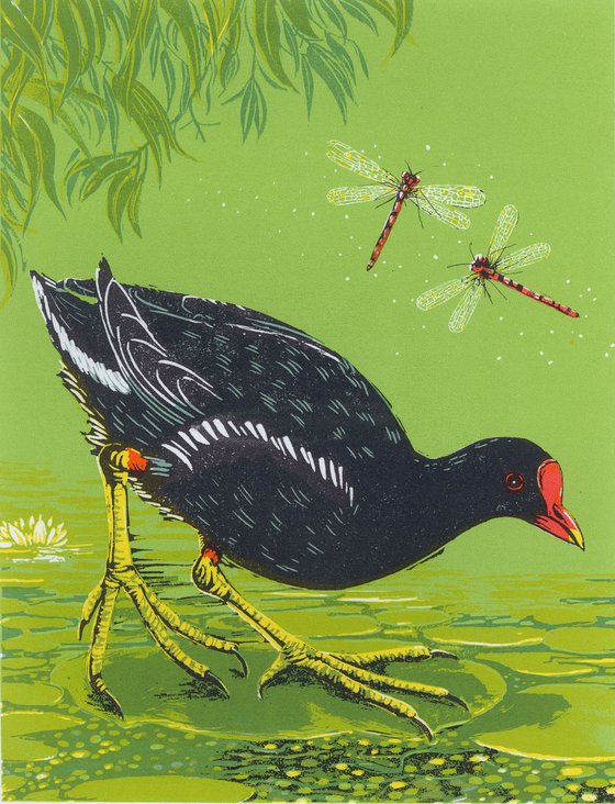 Moorhen