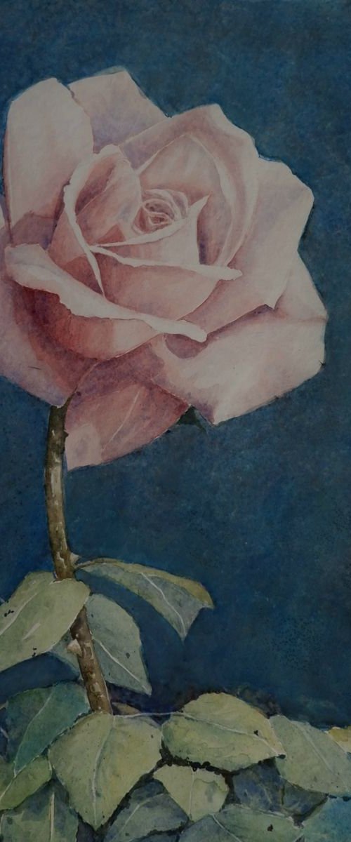 a rose by Gerard Kramer