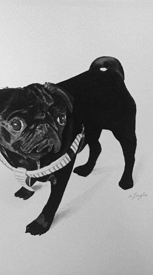 Pug Watercolour Painting by Amelia Taylor