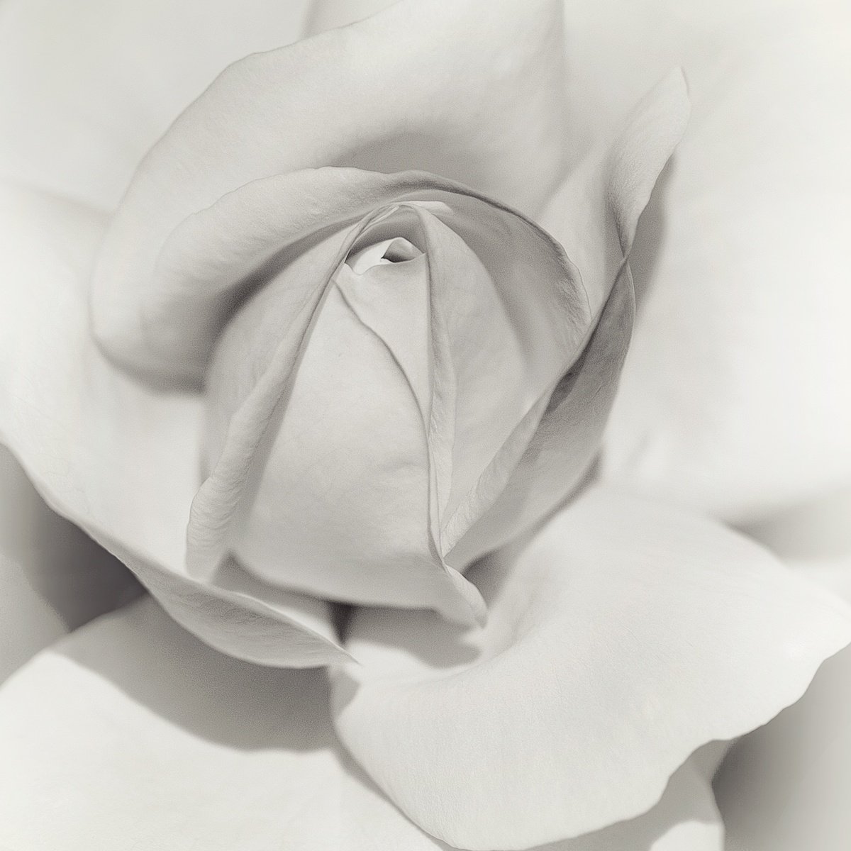 Organic Photograph , Layers Of Beauty - Studio Edition By Inna Etuvgi, 17 X 17, Artwork For Sale On Artfinder