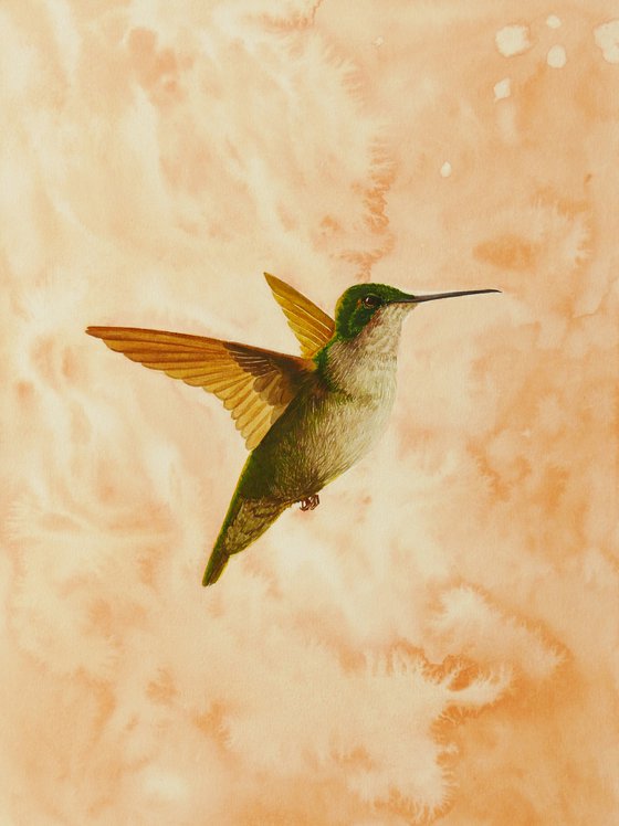 Splatter Hummingbird