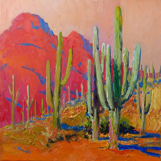 Evening. Saguaro Cactuses