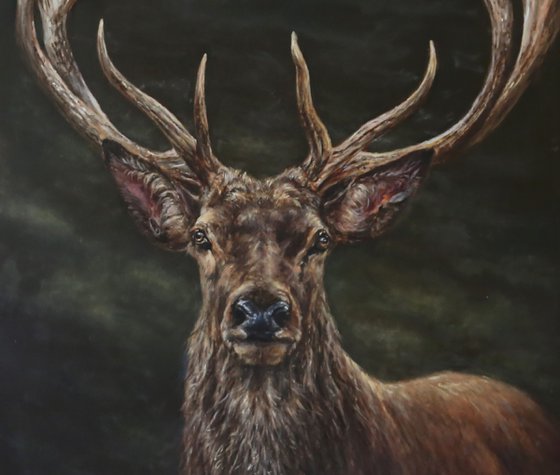 Red Deer Stag, Elk