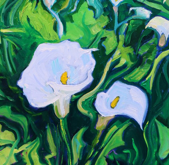 Pure White Arum Lilies