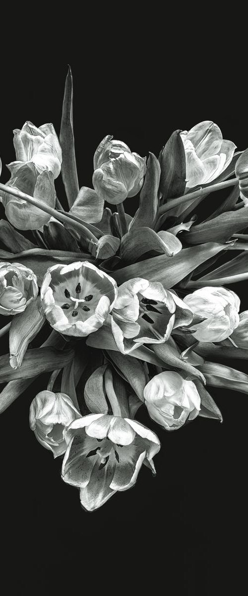 Tulips from above by Paul Nash