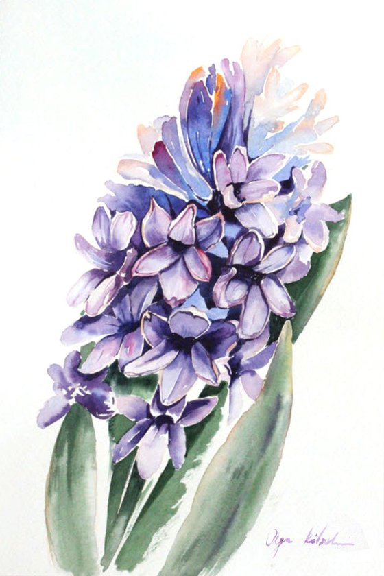 Purple Hyacinth