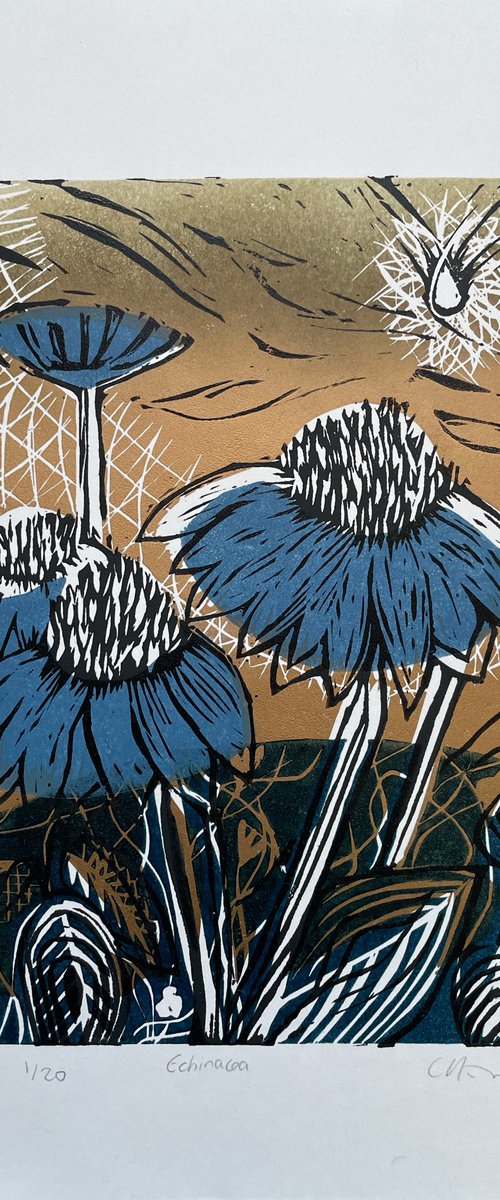 Echinacea by C Staunton
