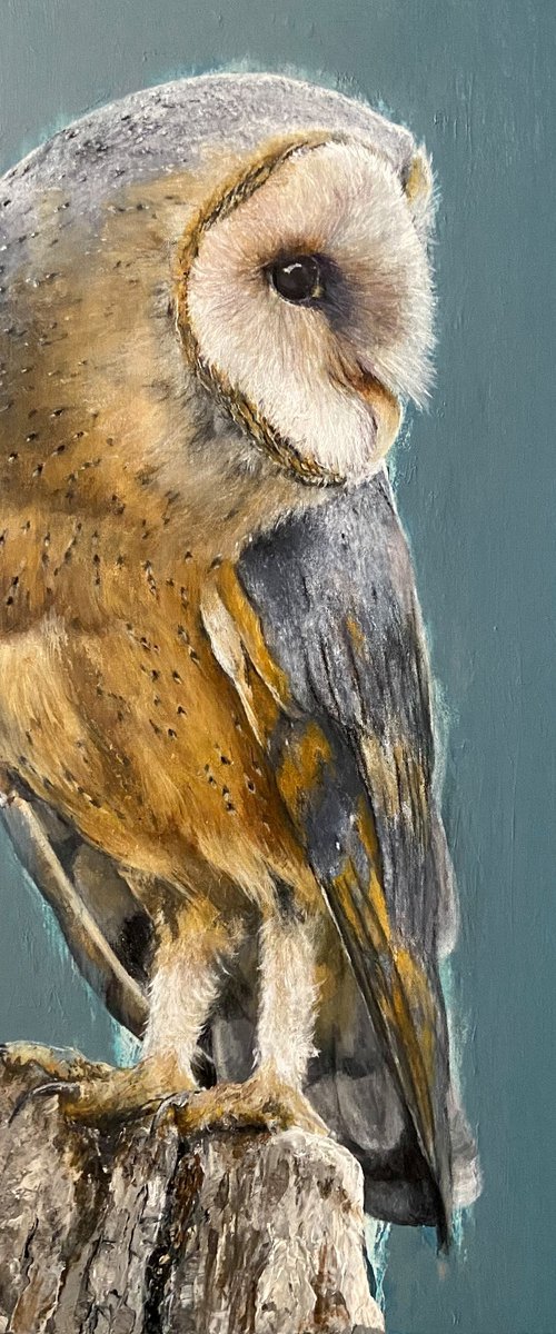 Turquoise Barn Owl by Paul Hardern
