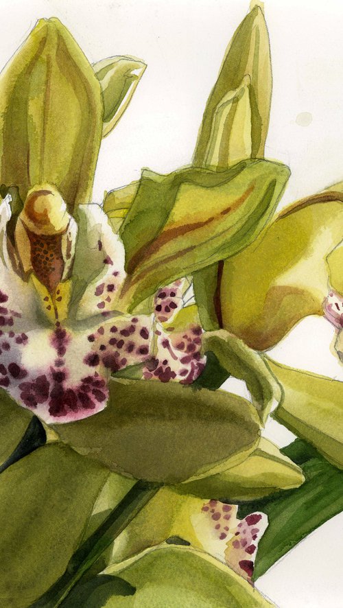 green cymbidium orchid watercolor by Alfred  Ng