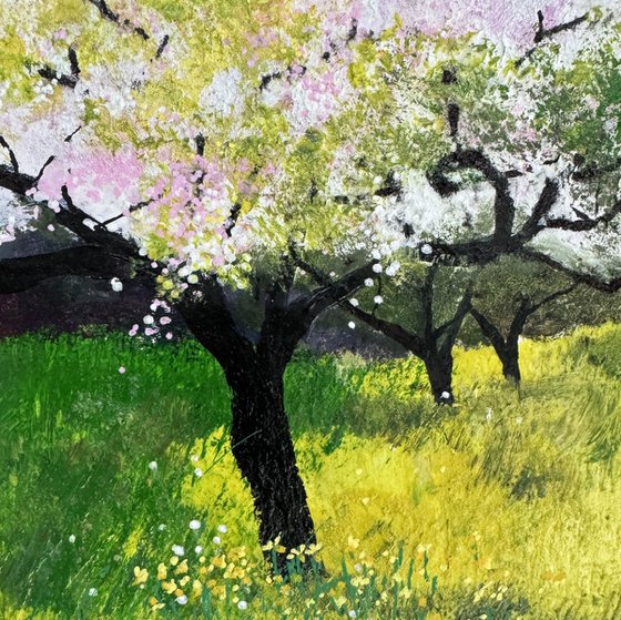 Daffodils in the orchard