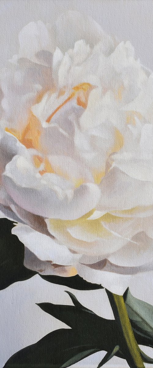 White Peony. by Vera Higgins