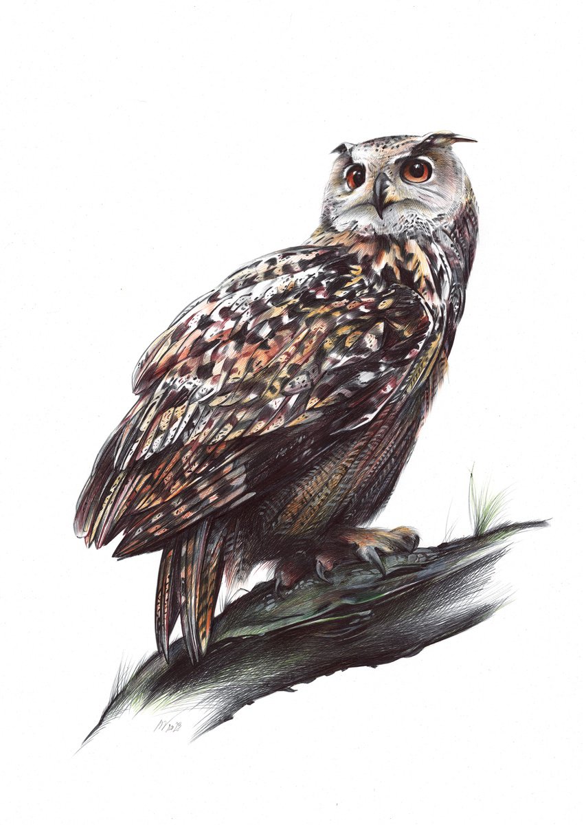 Eurasian Eagle-owl (Realistic Ballpoint Pen Bird Portrait) by Daria Maier