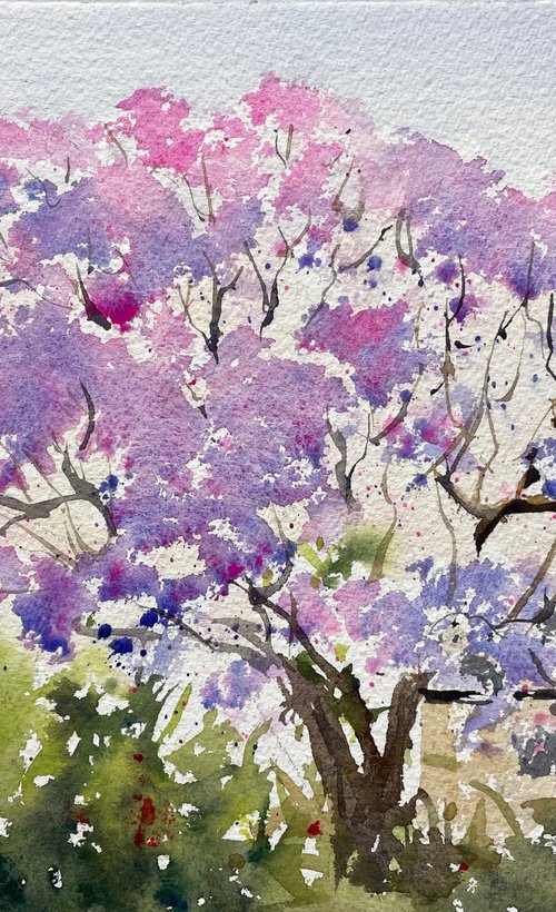 Jacaranda season by Shelly Du