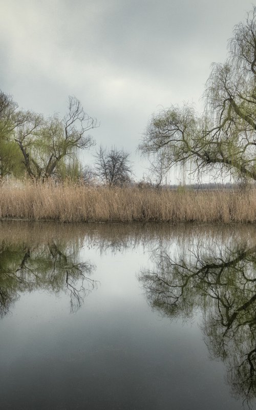 First spring green by Vlad Durniev