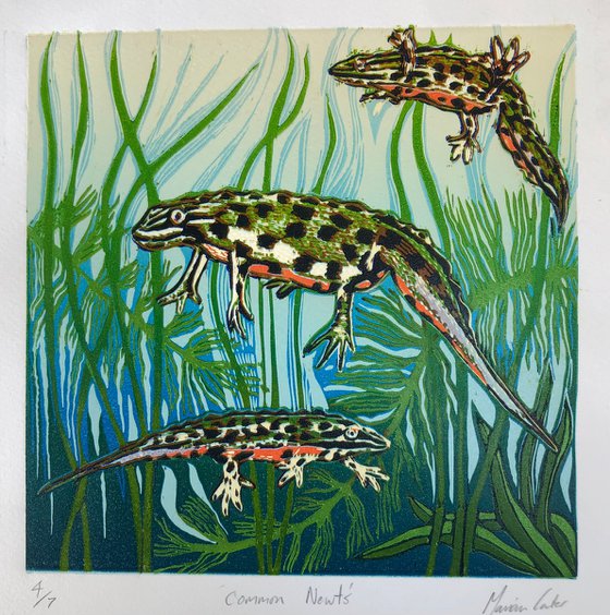 Common Newts