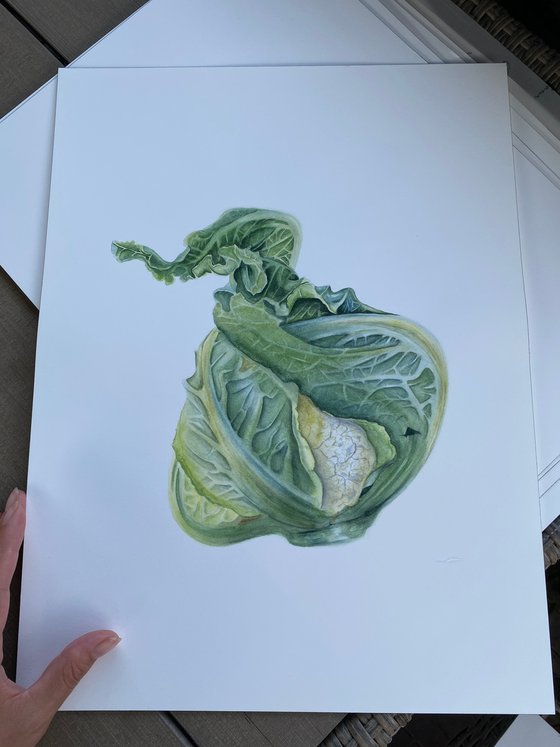 Cabbage