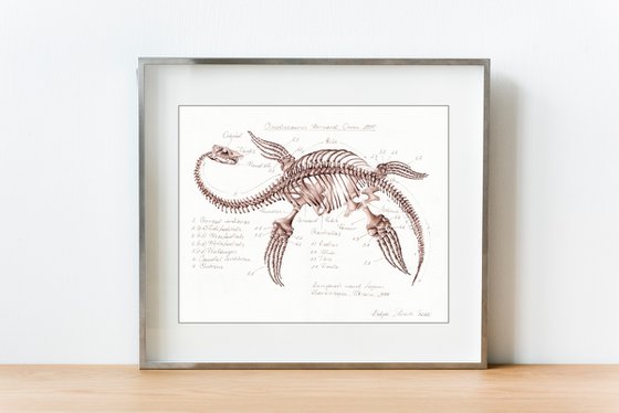 CIMOLIOSAURUS BERNARDI, Plesiosaurus from Ukraine