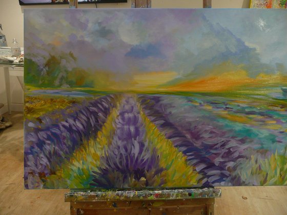 Lavender Fields 2025