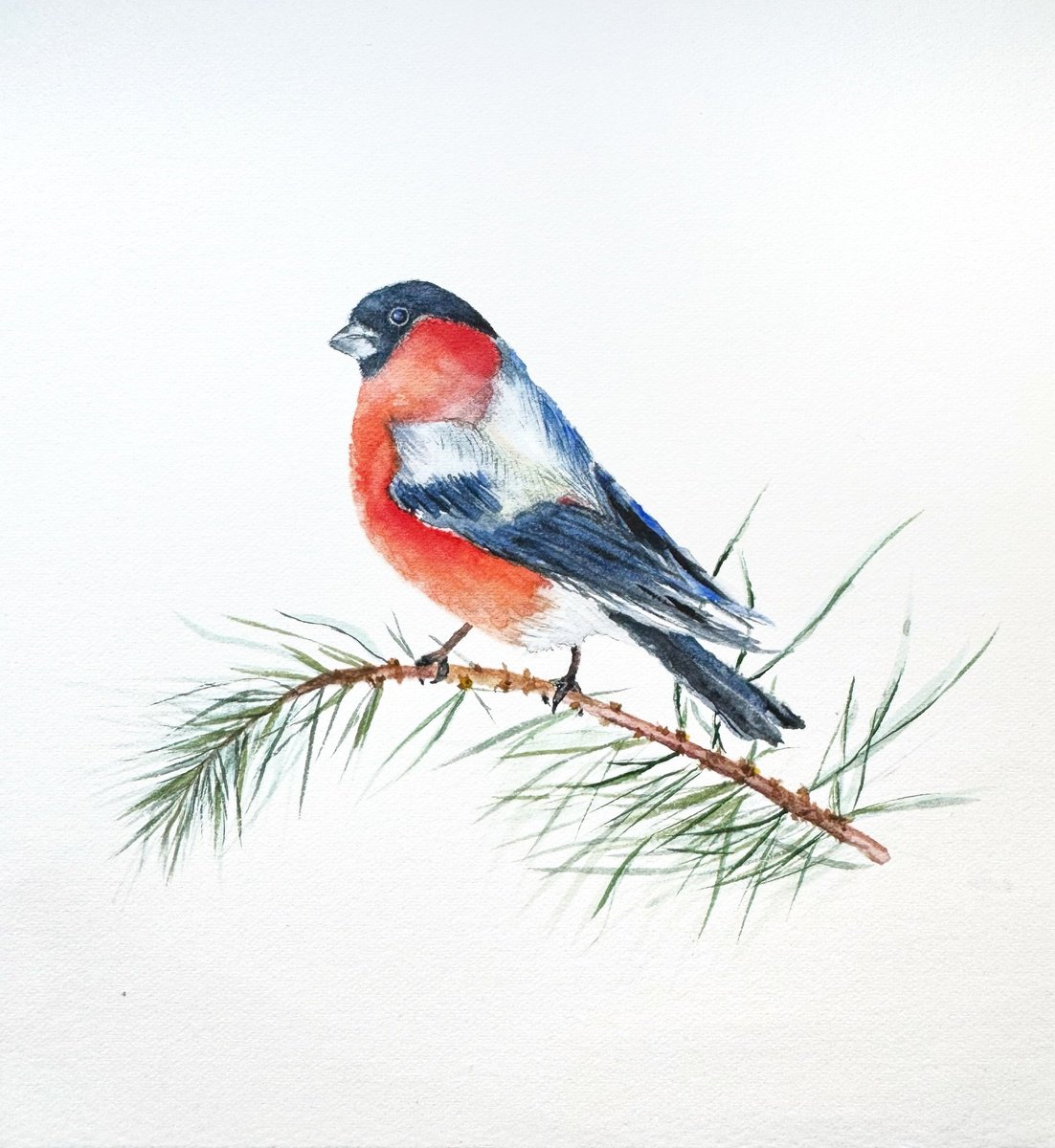 Illustrative Animal Drawing By Julia Gorislavska, 6 X 6", Pyrrhula, Original Artwork