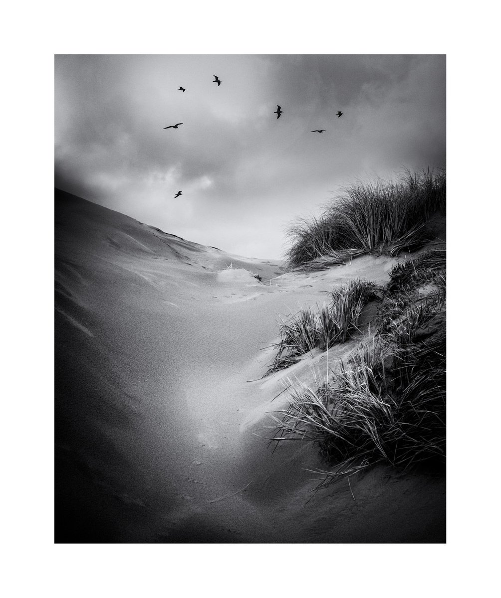 Forvie Gulls by David Baker
