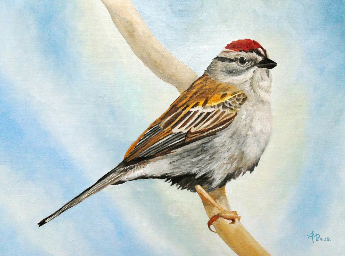 Chipping Sparrow By Angeles M. Pomata, 13 X 10, Artwork For Sale On Artfinder