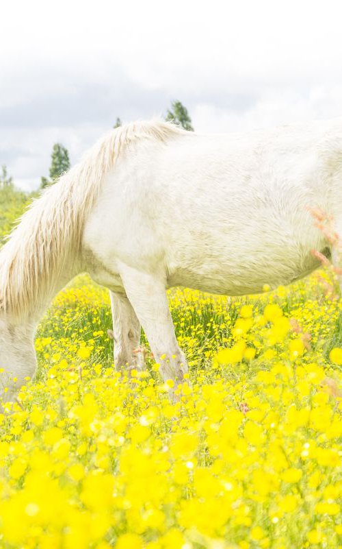 AMONGST THE BUTTERCUPS by Andrew Lever