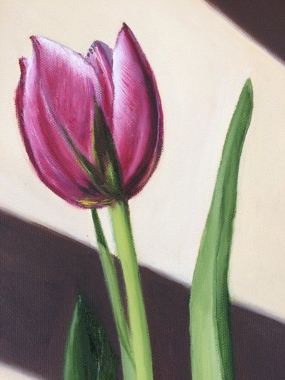 Tulip and Light
