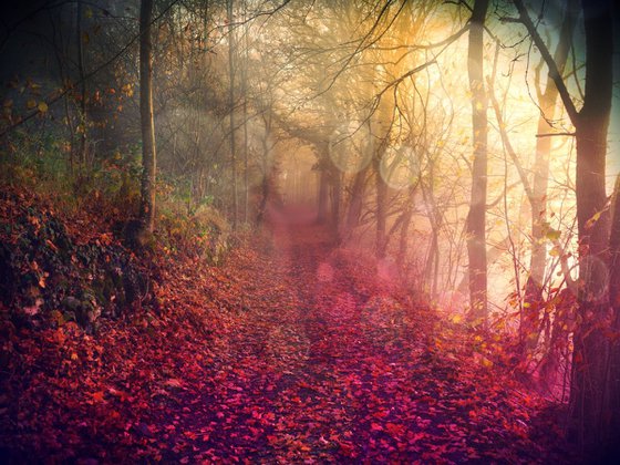 Sunrise in foggy forest - 60x80x4cm print on canvas 05076ca READY to HANG