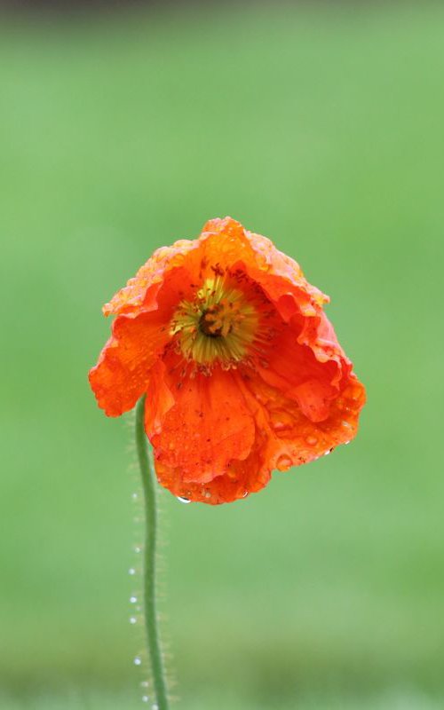 Poppy in the rain by Hana Auerova