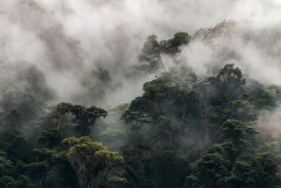 Brume épaisse sur la forêt Andine