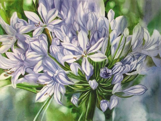 The scents of African lily