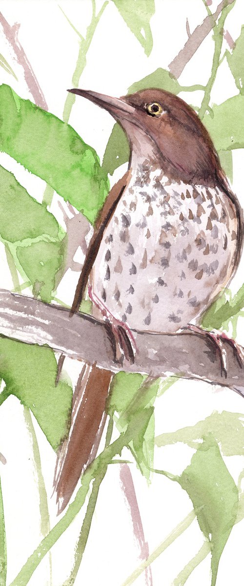 Brown Thrasher by Suren Nersisyan