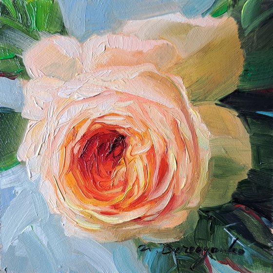 Orange rose