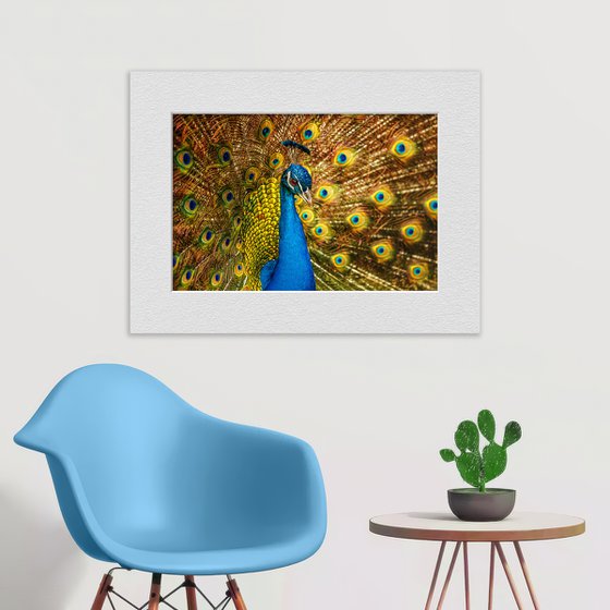 Peacock