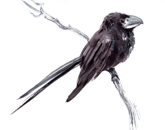 Smooth-billed Ani Bird