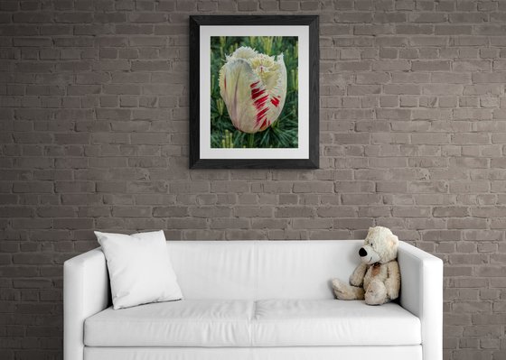 Painted White Tulip