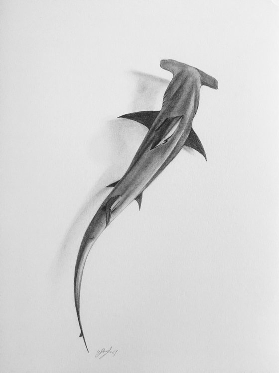 Hammerhead shark 2