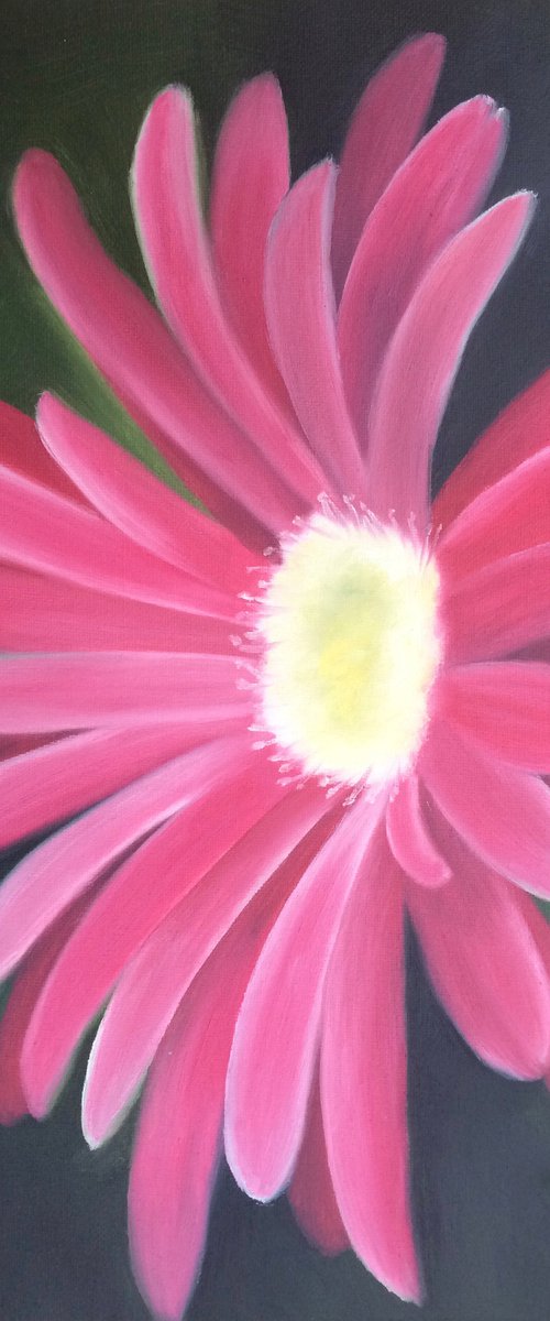 Pink Gerbera by Silvie Wright