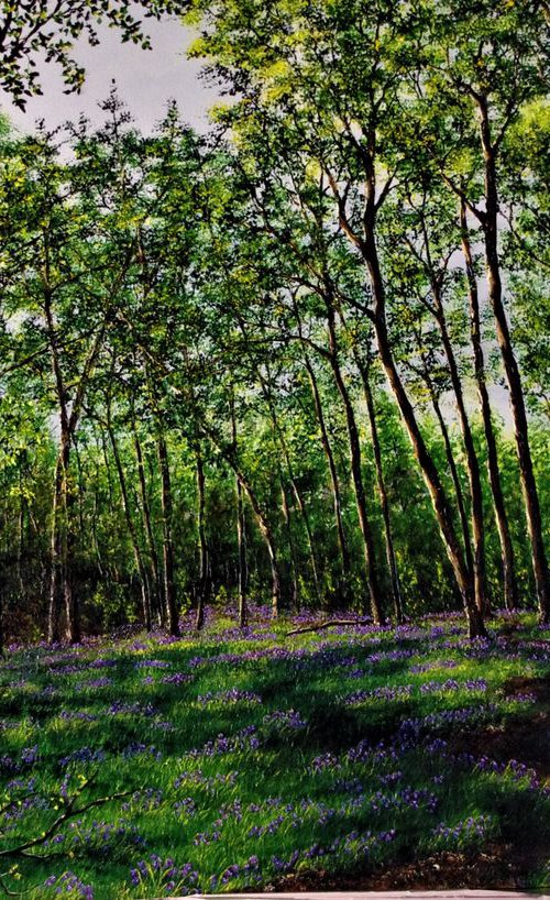 Spring Time In Burton Forest by Hazel Thomson